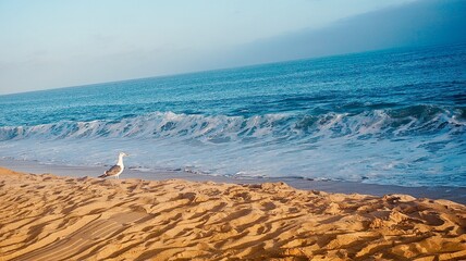 Seagull on beach with ocean surf and horizon at sunset light