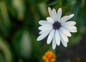 Osteospermum fruticosum, white flower with dark purple center, close up