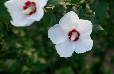 White hibiscus flower on a green background 2