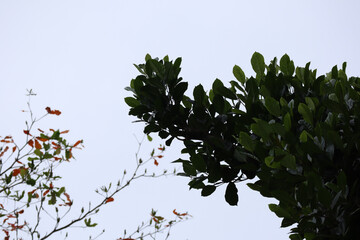 Tree Branches and Green Leaves Against Clear Sky Background