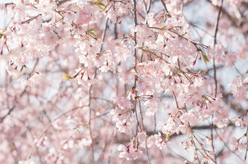 日本の桜