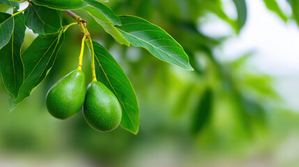 Serene close up of fresh green avocado fruit hanging from tree branch surrounded by lush leaf. This organic food growing in nature evokes peaceful, healthy feeling