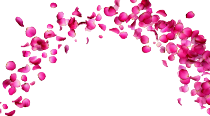 red and pink rose petals trail on transparent background, omantic flower valentine love and marriage