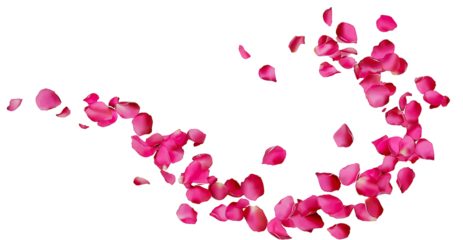 red and pink rose petals trail on transparent background,  omantic flower valentine love and marriage