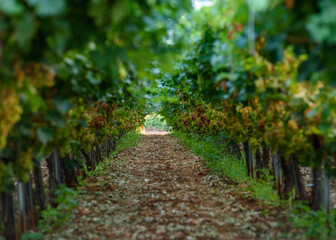 path in the vineyard