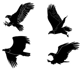 eagle vector illustration