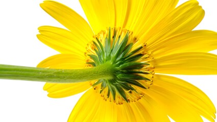 Vibrant Yellow Daisy Flower, Close-Up Macro Shot, Isolated on White Background, Detailed Botany, Bright, Cheerful, Springtime Bloom.