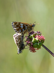 Grizzled Skippers Mating on Small Burnet