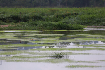 Green grass growing on flooded rice field water surface in countryside landscape view
