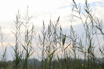 Naklejka premium Tall grass in a bright open field with soft morning light