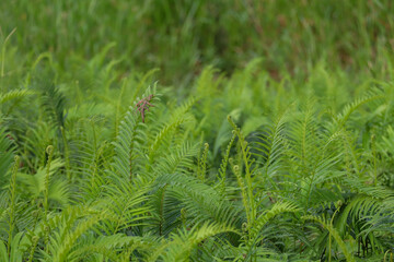 Fresh green fern plants growing naturally in outdoor tropical forest environment