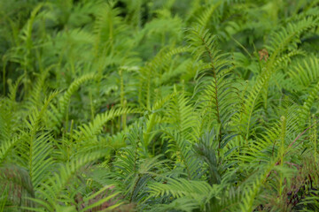 Lush green fern plants growing naturally in a tropical forest environment