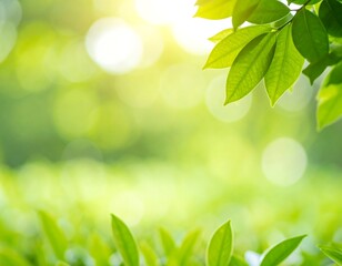 Naklejka premium Vibrant green leaves and sunlight