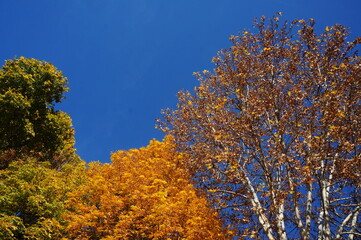 autumn colors yellow orange park trees blue sky