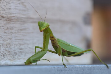 mantide domestica