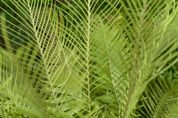 close up of green leaves