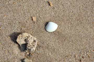 Small seashell and coral stone lying on tropical beach sand under sunlight