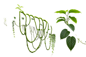 Green vines and lush leaves forming a stunning backdrop on a pitch black background for creativity