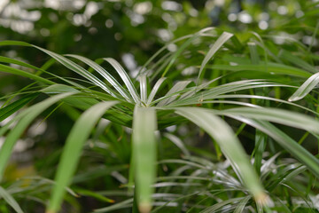 Obraz premium close-up of an aquatic plant