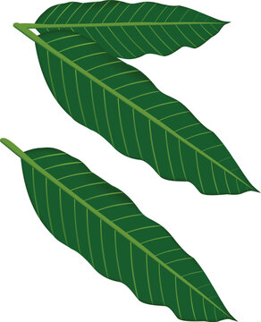 green mango leaves on white background clip art preview