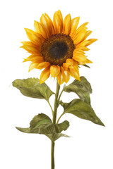 Fototapeta premium sunflower with leaves on the stem