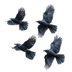 Obraz premium Group of ravens flying, white isolated bg
