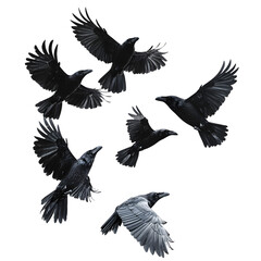 Obraz premium Group of ravens flying, white isolated bg