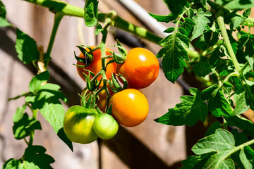 Urban gardening: cherry tomatoes ripening on the vine in a big city backyard