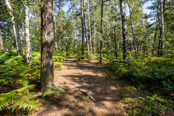 Obraz premium Wanderweg auf dem Kleinhennersdorfer Stein in der Sächsischen Schweiz