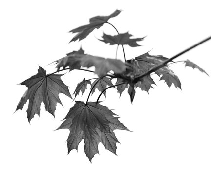 Branch of maple tree with maple-leafs isolated on white - Powered by Adobe