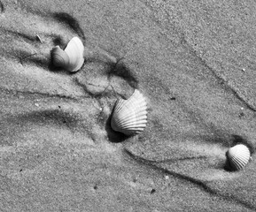 Black and white broken seashells on wet sand beach