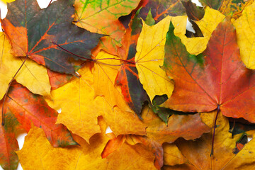 Autumn multicolored maple leafs