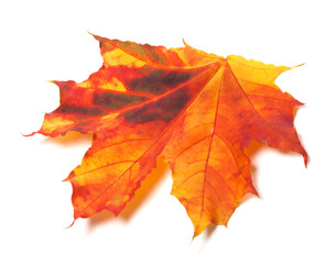 Autumn yellowed maple-leaf