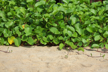 Green creeping beach plants growing on tropical sandy coast under bright sunlight