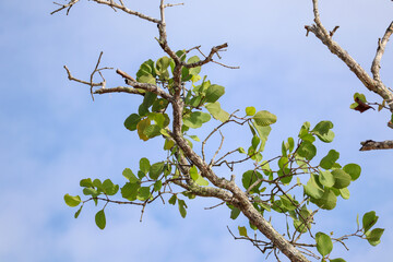Tree branches with green leaves against blue sky in natural outdoor background