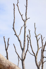 Dry leafless tree branches reaching high against clear blue sky background