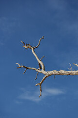Dry tree branch reaching into the clear blue sky on a sunny day