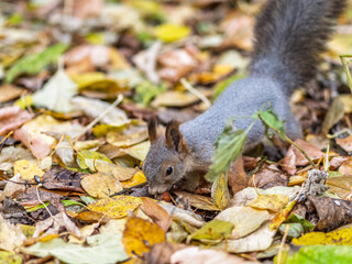 Squirrel in autumn hides nuts on the green grass with fallen yellow leaves