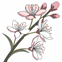 glory of the snow on white background 