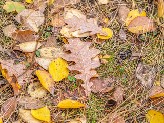 Orange, brown and yellow fallen oak leaves in the sunlight.