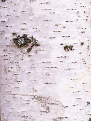 The texture of the birch bark.