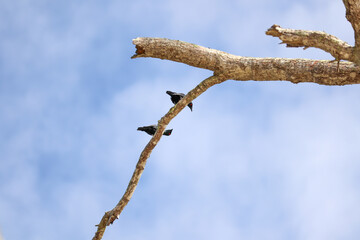 Small birds perched on dry tree branch with clear blue sky natural background