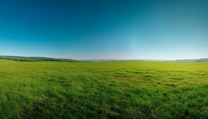 Obraz premium A wide, expansive field of vibrant green grass stretches to the horizon, bordered by dark green tree lines under a clear, bright blue sky.