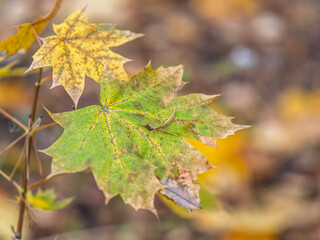 Maple branches with yellow leaves in autumn, in the light of sunset.