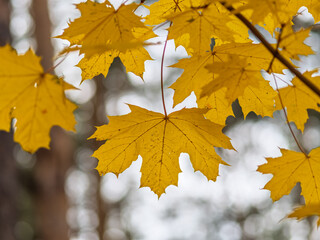 Maple branches with yellow leaves in autumn, in the light of sunset.
