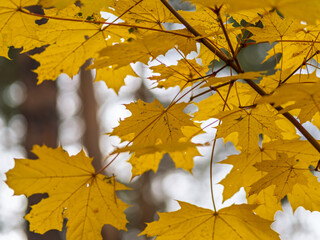 Maple branches with yellow leaves in autumn, in the light of sunset.