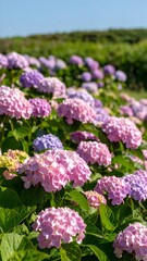 Fototapeta premium Vibrant hydrangea blossoms in a field