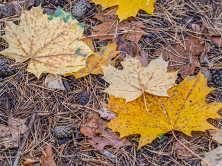 Orange and yellow fallen leaves in the sunlight.