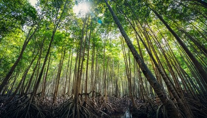 Fototapeta premium Tall Mangrove Trees With Green Leaves Natural Environment