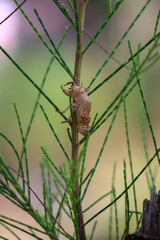 Empty Cicada Shell on Green Plant Stem in Natural Outdoor Environment